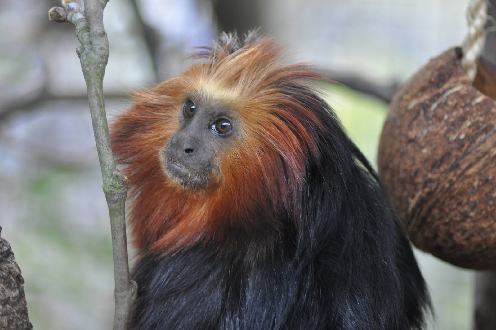 Golden-headed lion tamarin (Leontopithecus chrysomelas)