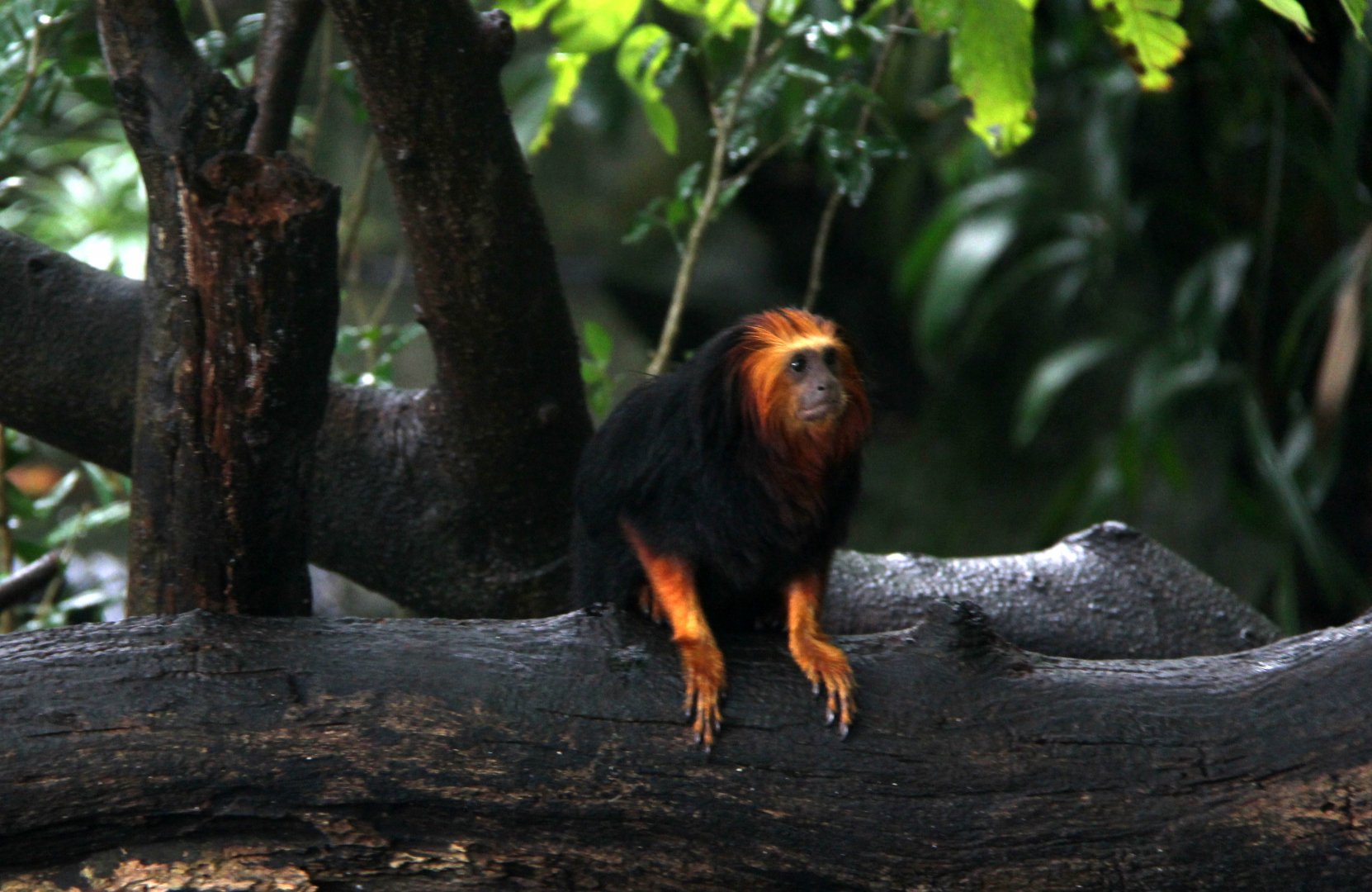 golden-headed lion tamarin (Leontopithecus chrysomelas)