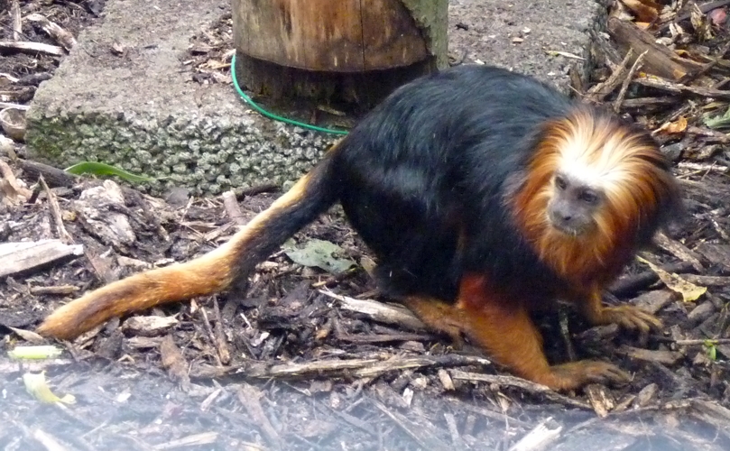 Golden-headed lion tamarin (Leontopithecus chrysomelas)