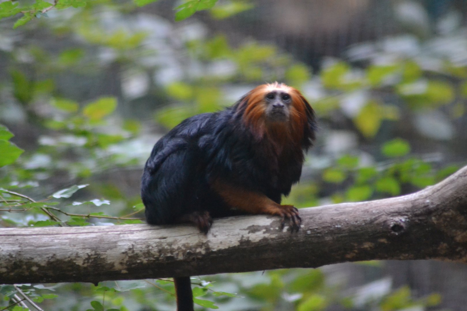 Golden-headed Lion Tamarin - Leontopithecus chrysomelas