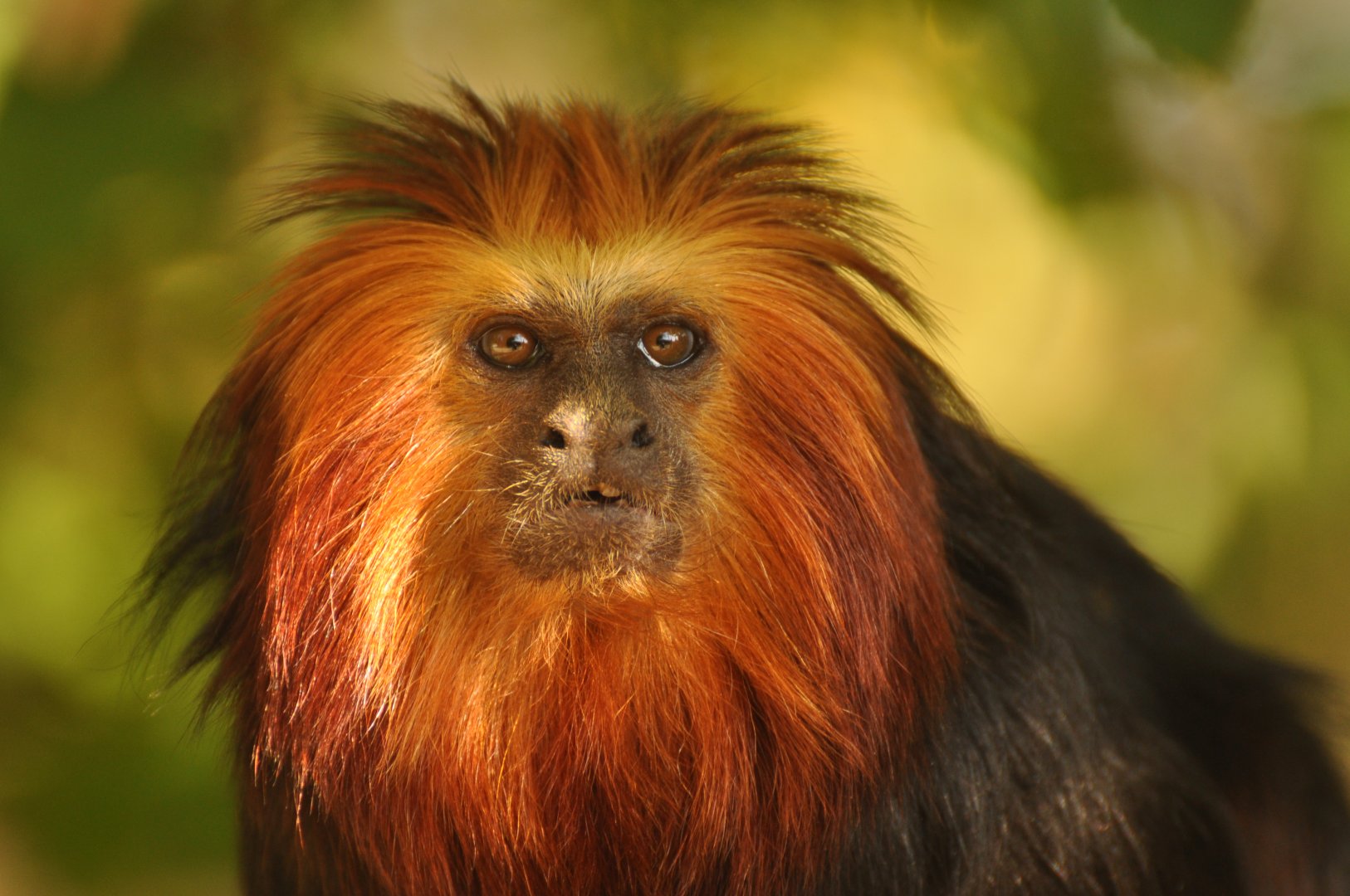 Golden-headed lion tamarin (Leontopithecus chrysomelas)