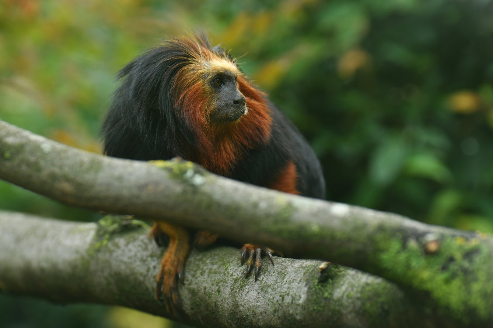 Golden-headed lion tamarin (Leontopithecus chrysomelas)