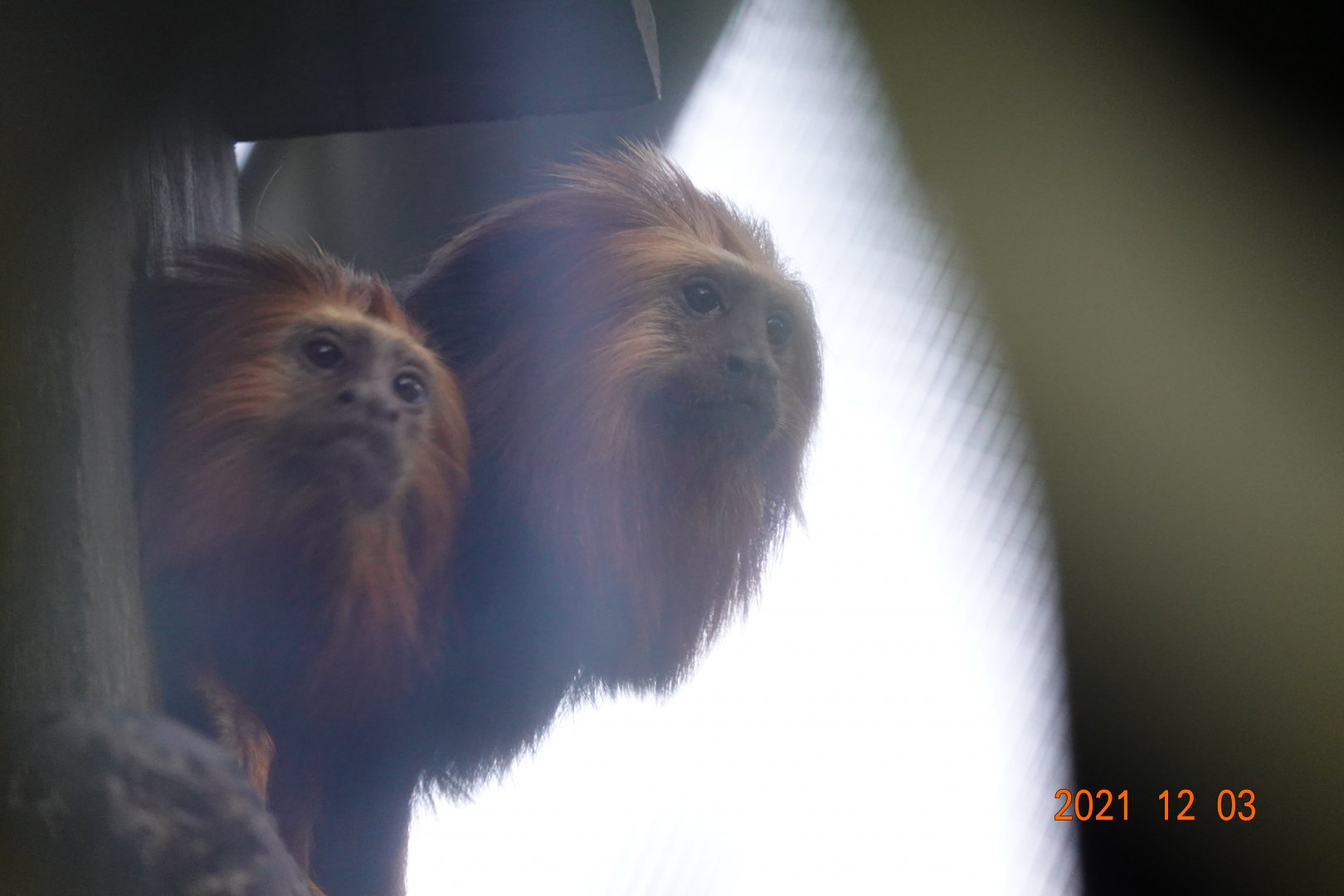 Golden-headed Lion Tamarin (Leontopithecus chrysomelas)