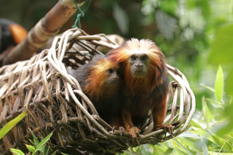 Golden-headed lion tamarin (Leontopithecus chrysomelas)