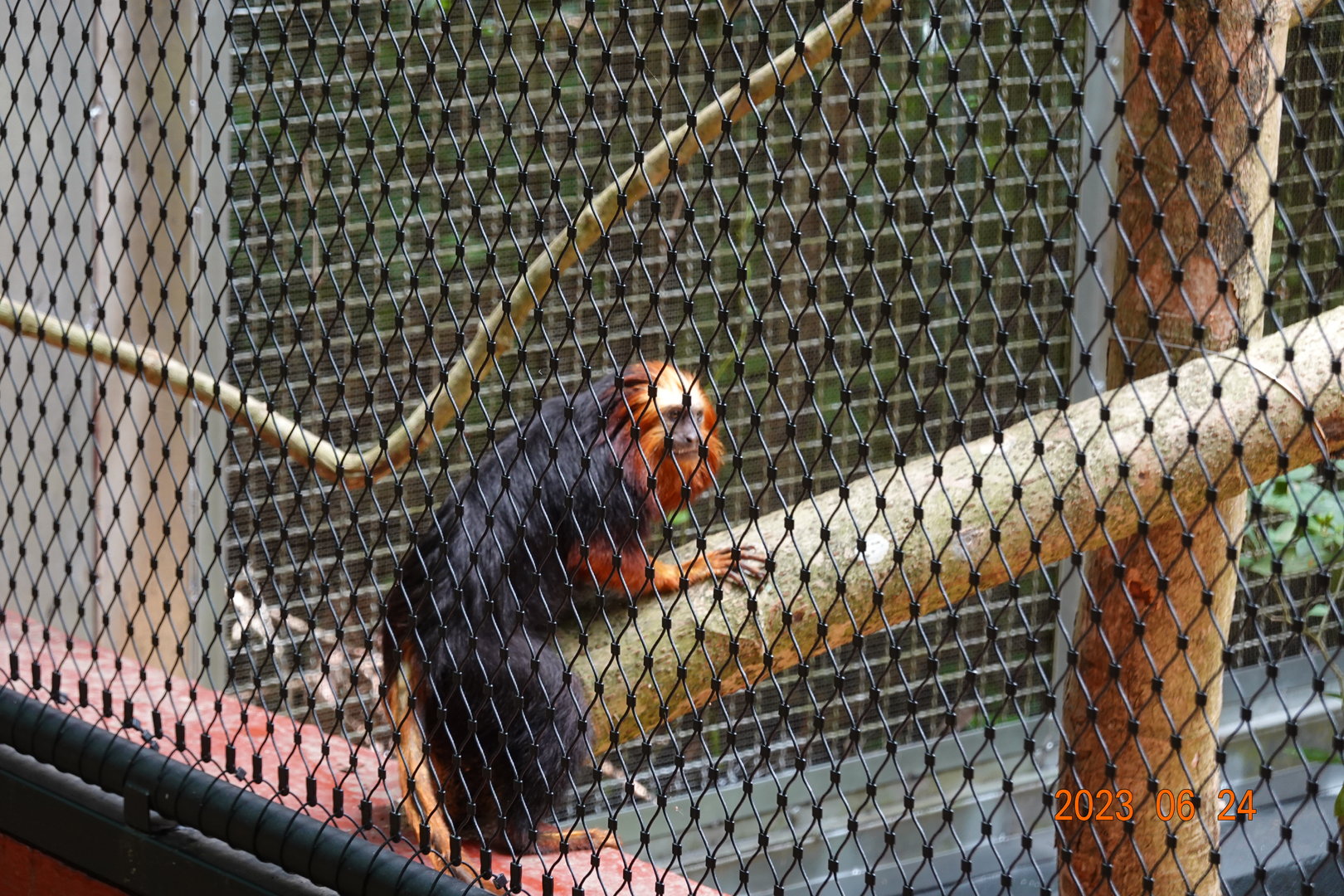 Golden-headed Lion Tamarin (Leontopithecus chrysomelas)