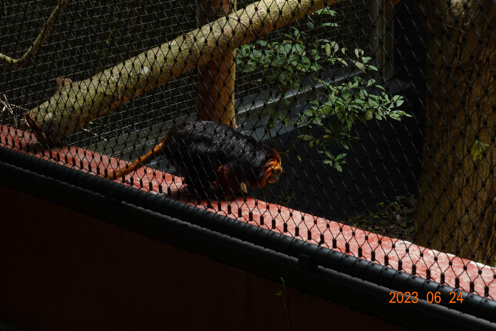 Golden-headed Lion Tamarin (Leontopithecus chrysomelas)