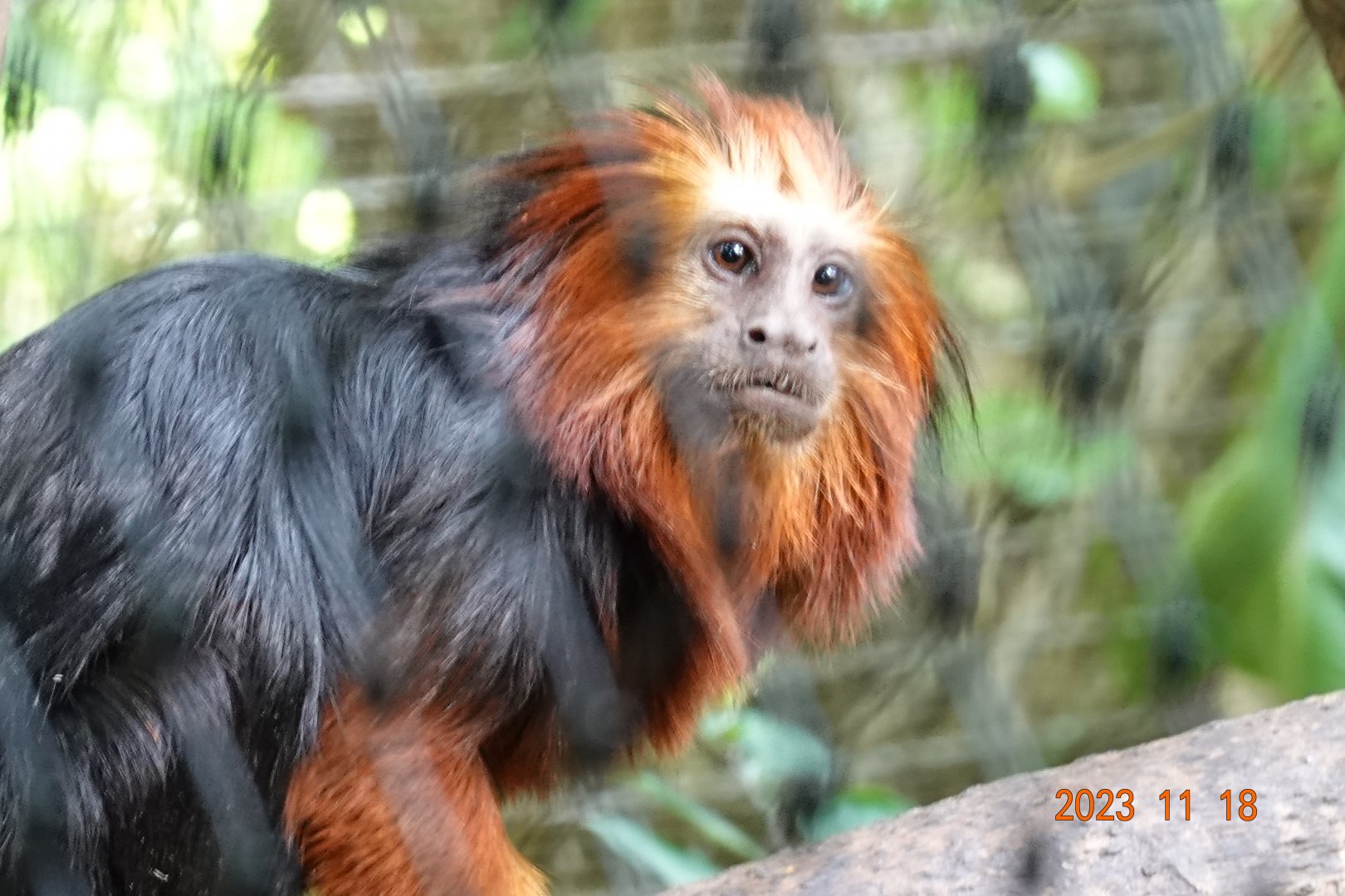 Golden-headed Lion Tamarin (Leontopithecus chrysomelas)