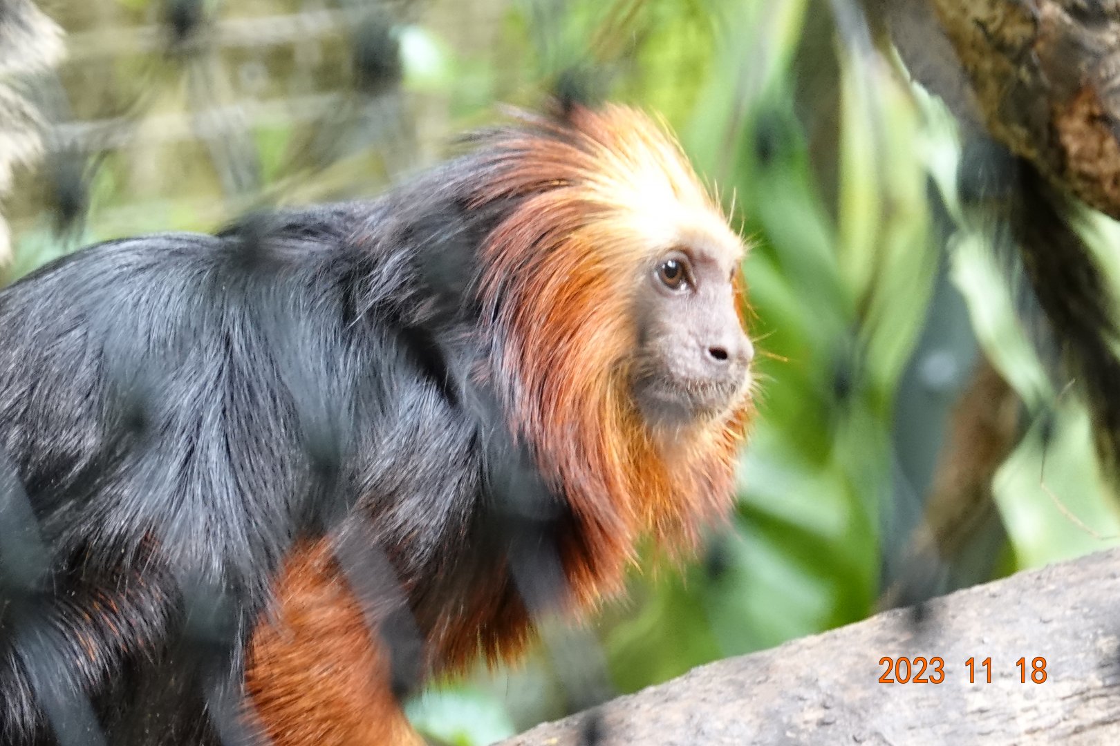 Golden-headed Lion Tamarin (Leontopithecus chrysomelas)
