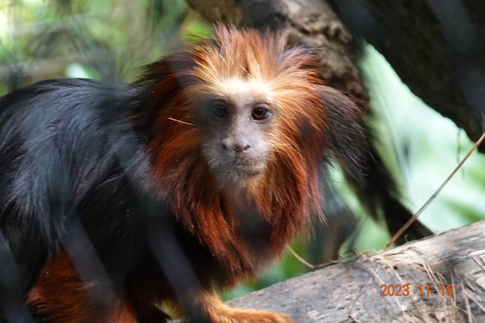 Golden-headed Lion Tamarin (Leontopithecus chrysomelas)