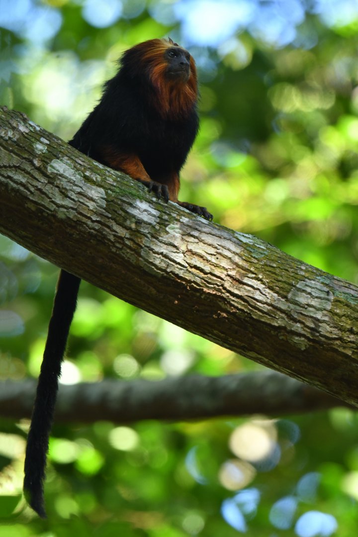 Golden-headed lion tamarin (Leontopithecus chrysomelas)