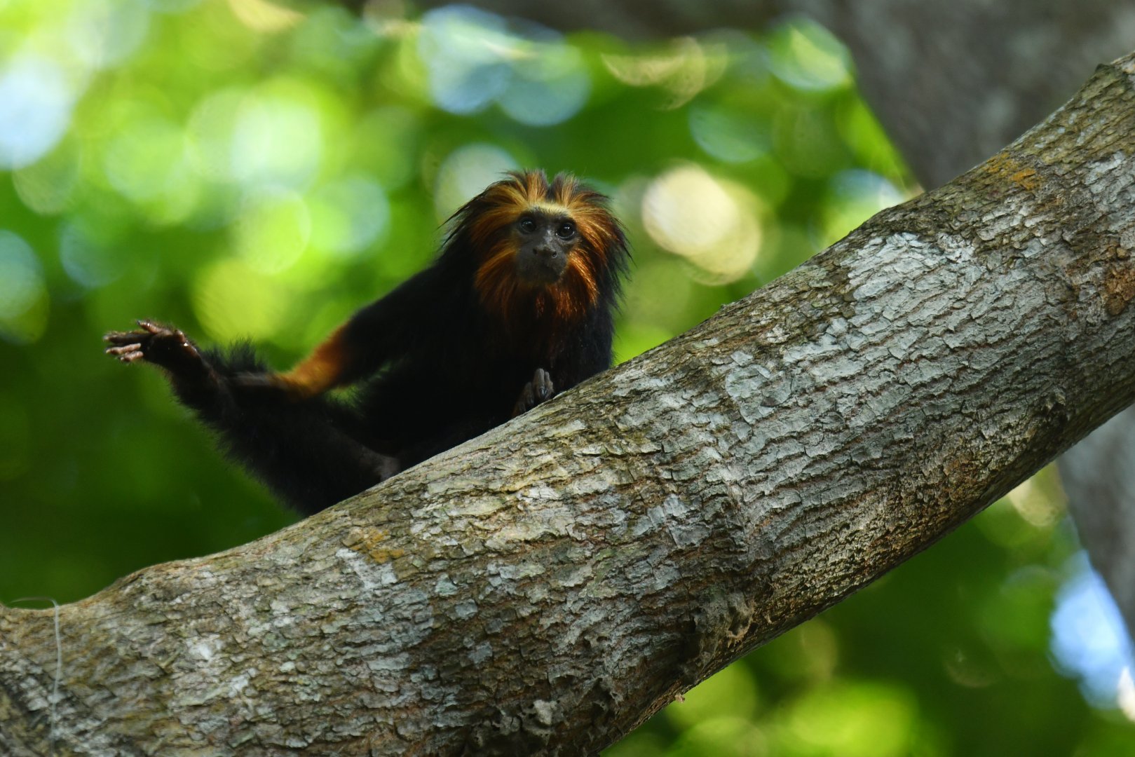 Golden-headed lion tamarin (Leontopithecus chrysomelas)
