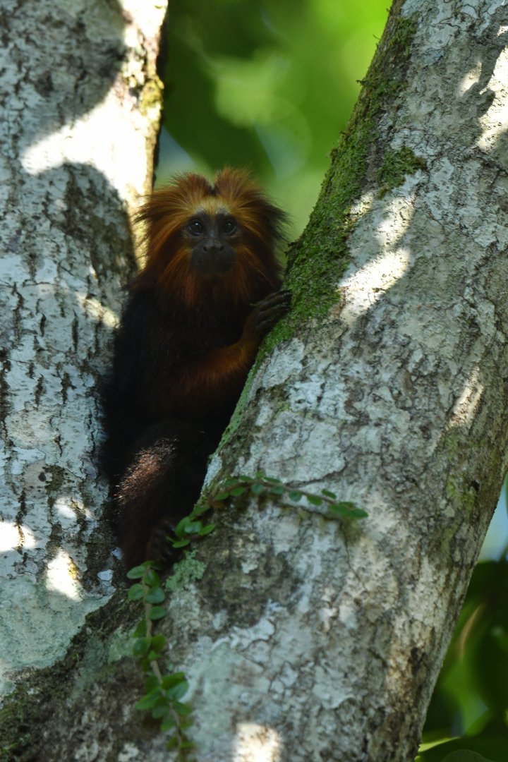 Golden-headed lion tamarin (Leontopithecus chrysomelas)