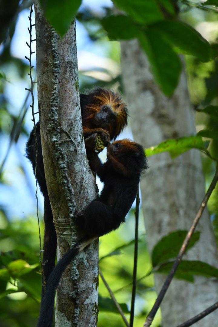 Golden-headed lion tamarin (Leontopithecus chrysomelas)