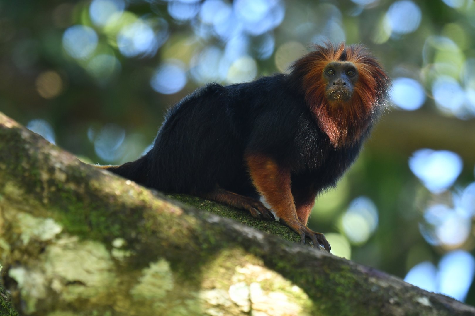 Golden-headed lion tamarin (Leontopithecus chrysomelas)