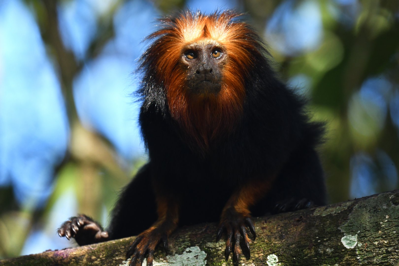 Golden-headed lion tamarin (Leontopithecus chrysomelas)
