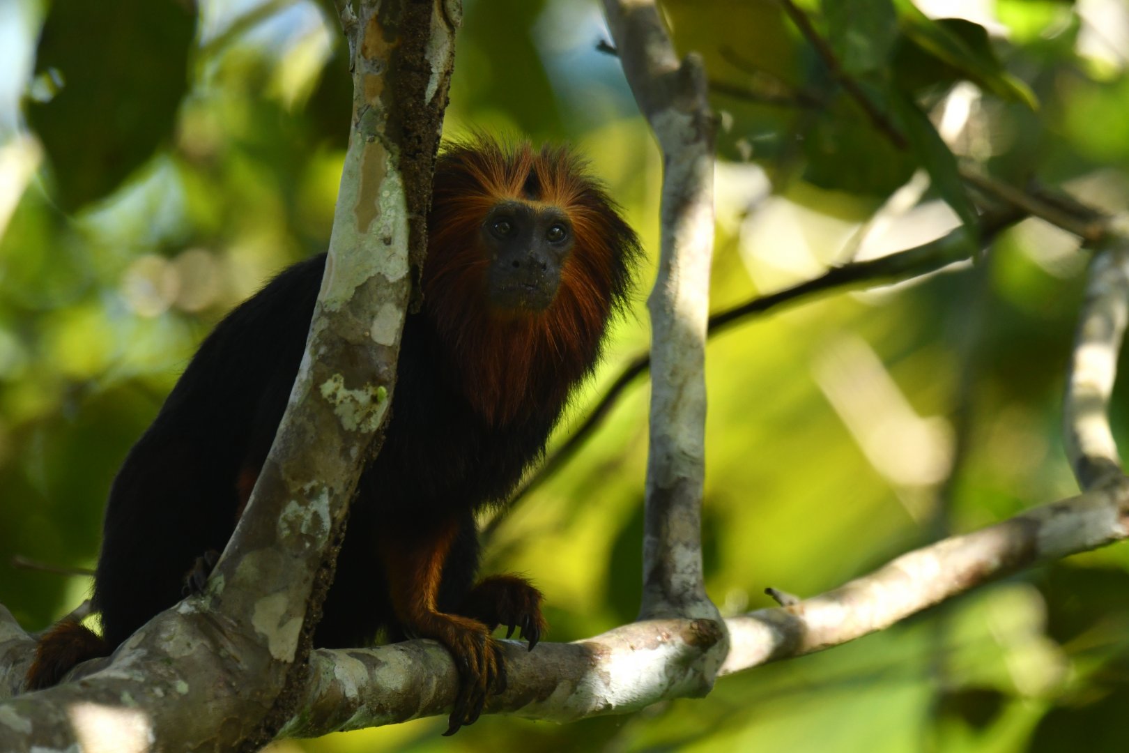 Golden-headed lion tamarin (Leontopithecus chrysomelas)