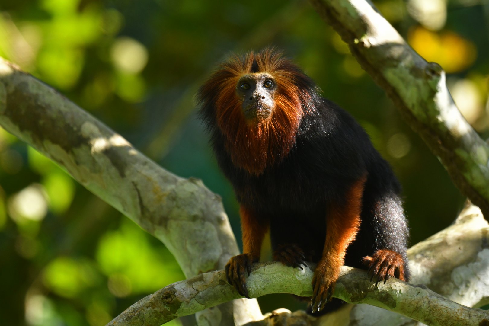 Golden-headed lion tamarin (Leontopithecus chrysomelas)