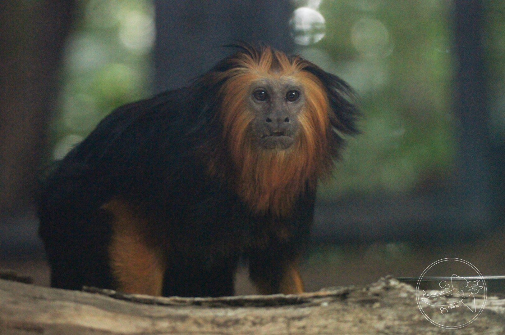 Golden-headed Lion Tamarin (Leontopithecus chrysomelas)