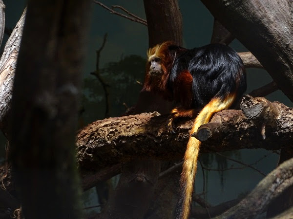 Golden-headed lion tamarin (Leontopithecus chrysomelas)