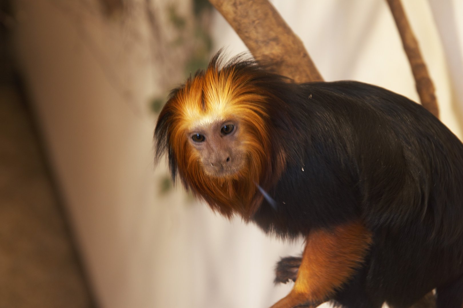 Golden-headed Lion Tamarin (Leontopithecus chrysomelas)