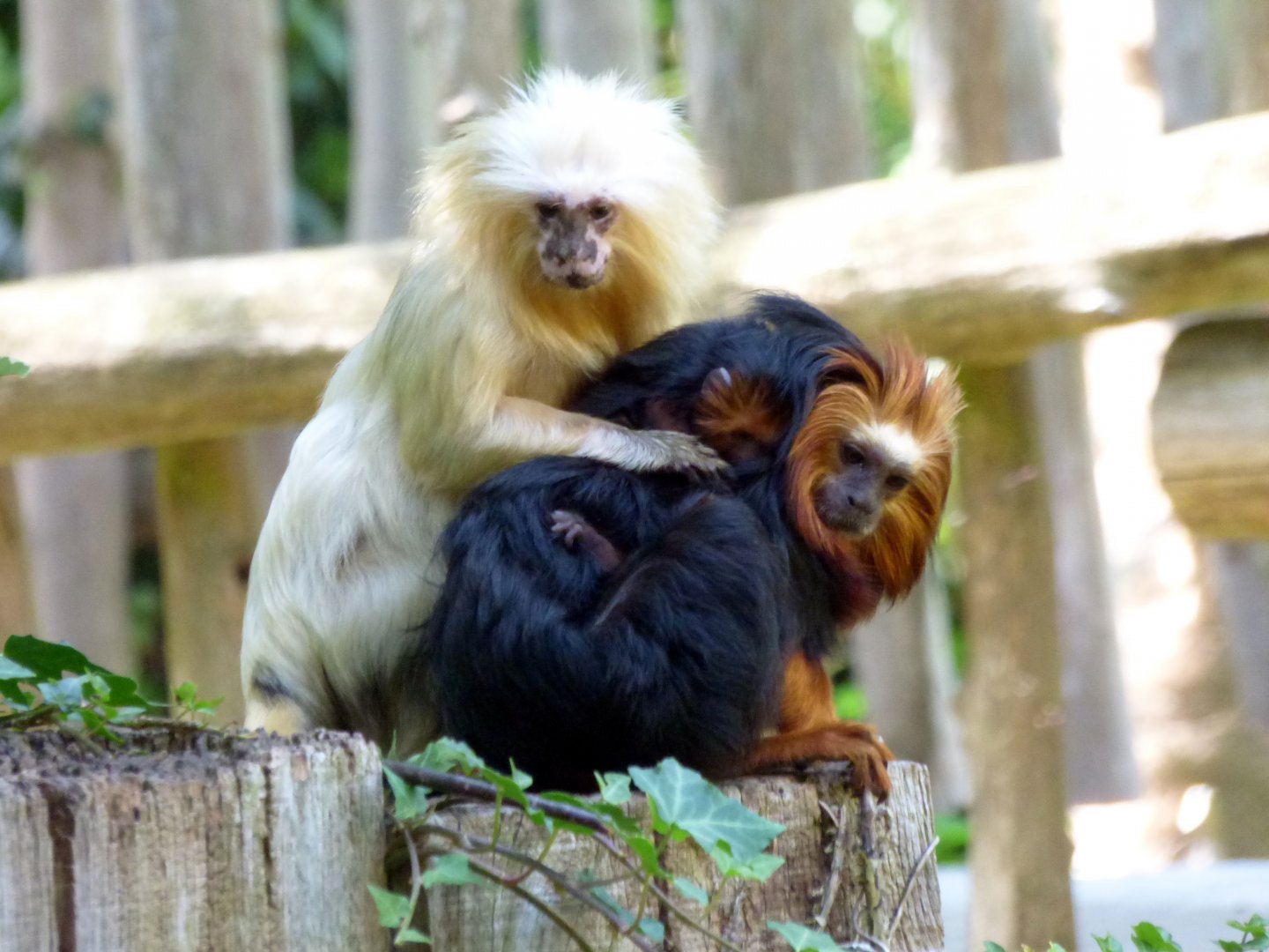 golden-headed lion tamarin (Leontopithecus chrysomelas)
