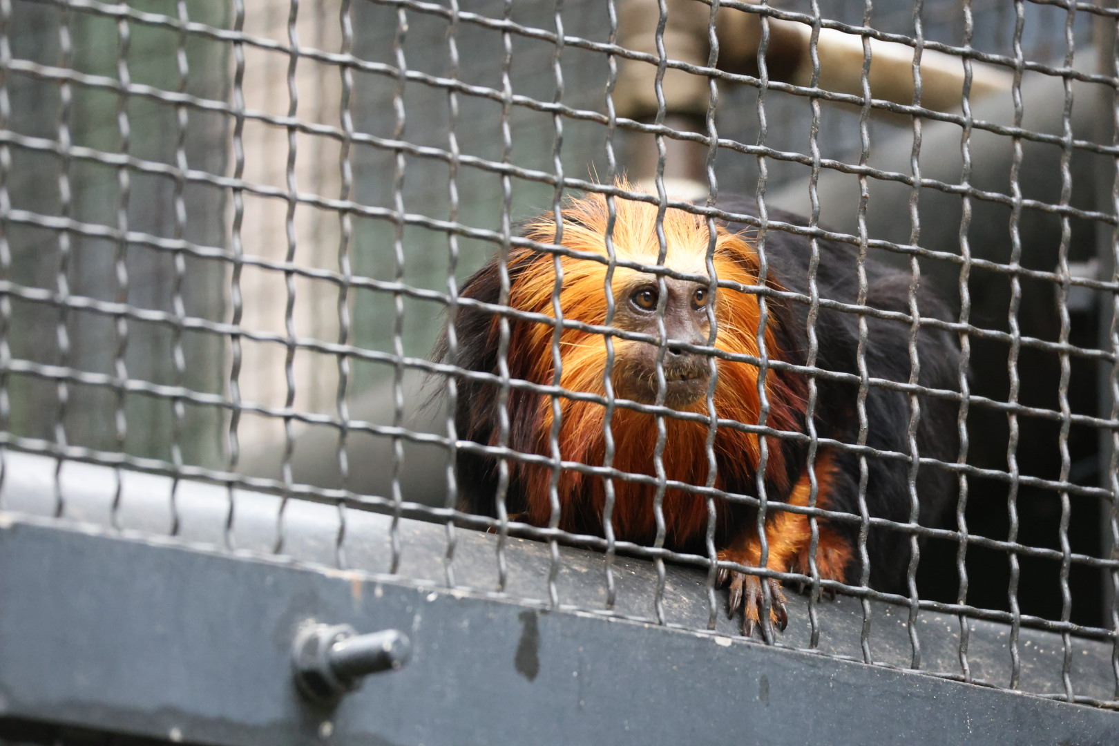 Golden-headed lion tamarin (Leontopithecus chrysomelas)