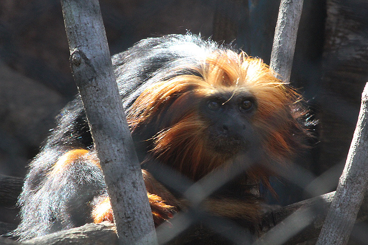 Golden-headed lion tamarin (Leontopithecus chrysomelas)