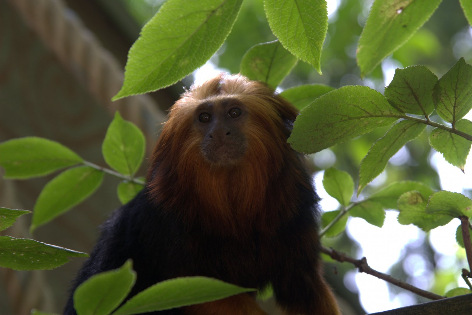 Golden-headed Lion Tamarin (Leontopithecus chrysomelas)