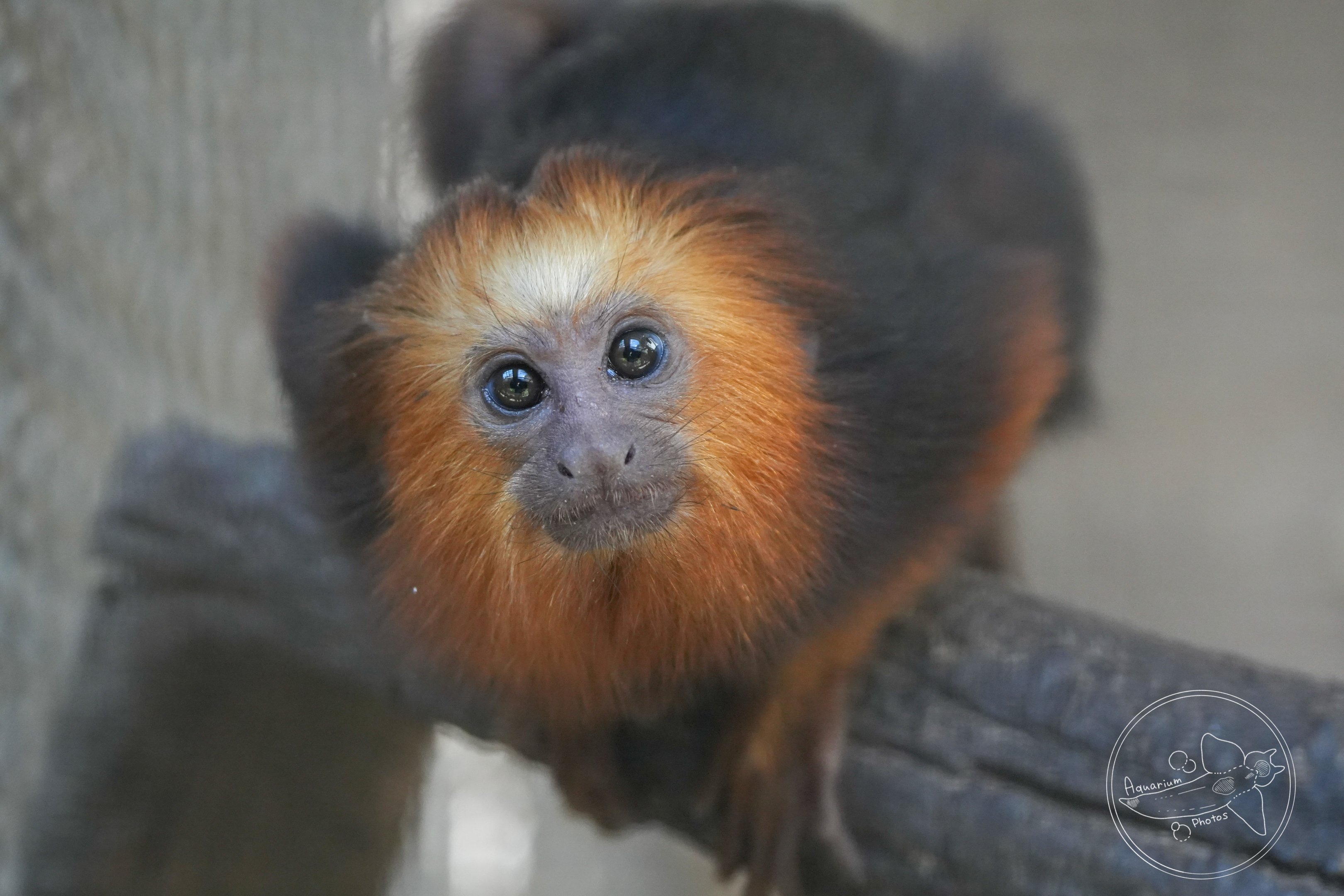 Golden-headed lion tamarin (Leontopithecus chrysomelas)