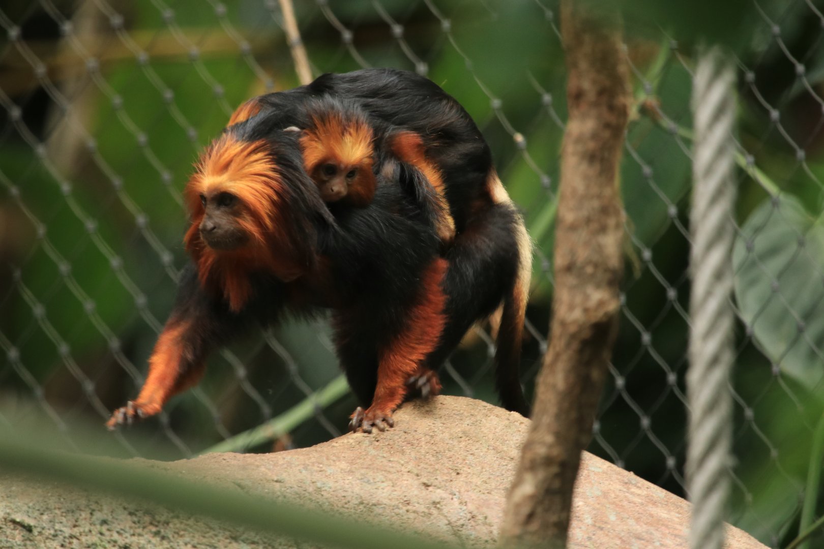Golden-headed Lion Tamarin (May 2019)