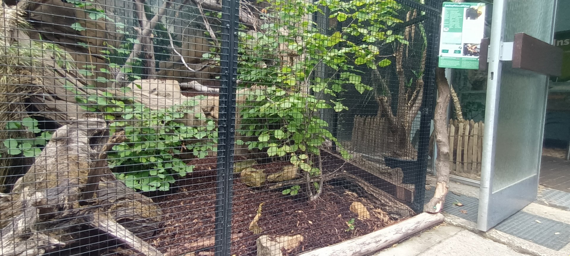 Golden headed Lion Tamarin Outdoor Enclosure