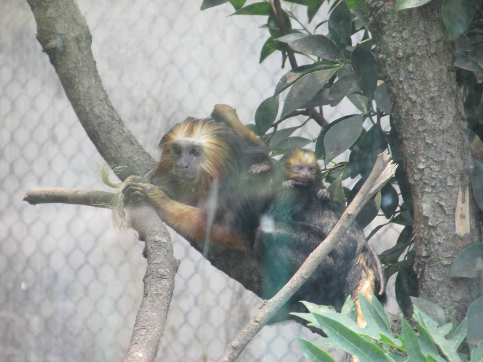 golden headed lion tamarin san juan de aragon zoo