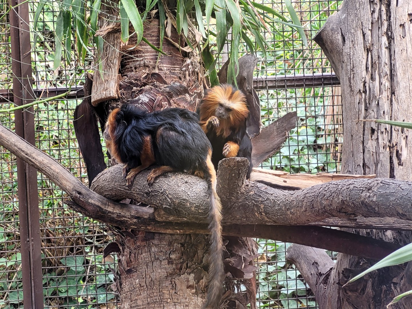 Golden-headed lion tamarin -TerraNatura Benidorm (2022)