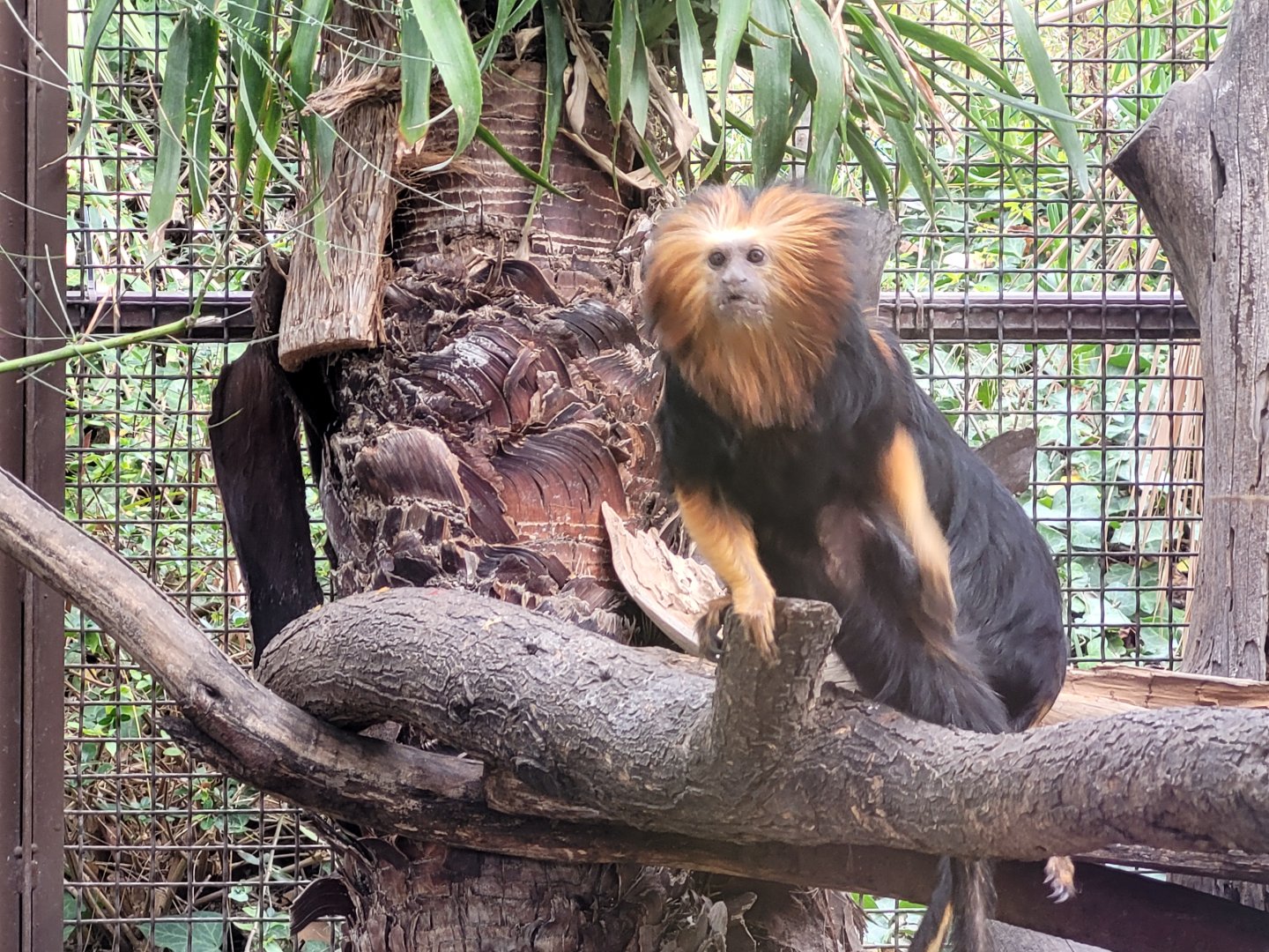 Golden-headed lion tamarin -TerraNatura Benidorm (2022)