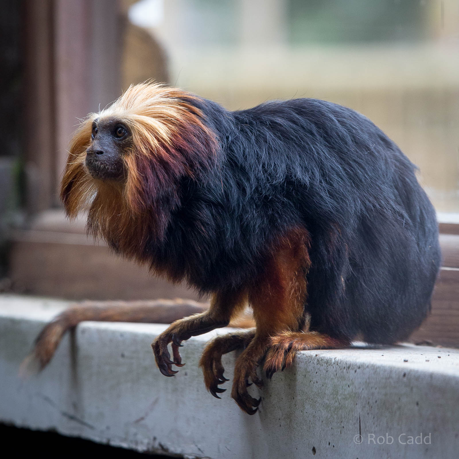 Golden-headed lion tamarin : Twycross : 19 Sep 2014
