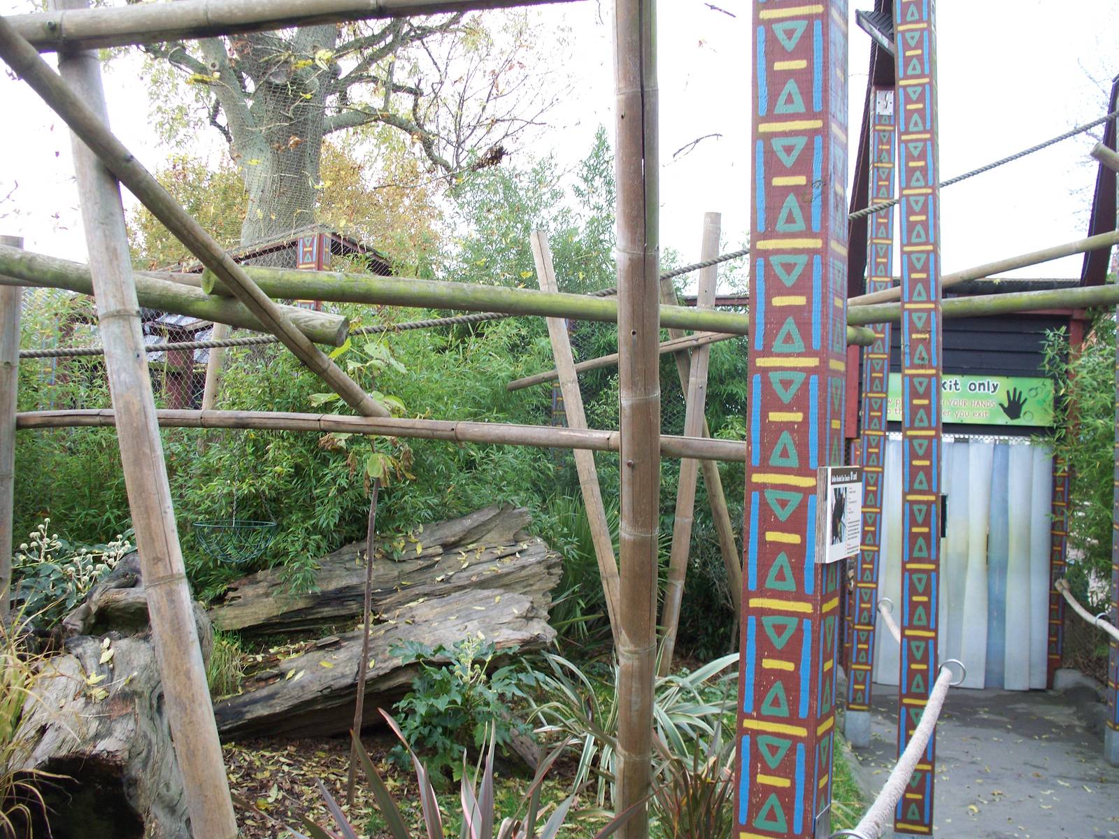 Golden headed lion tamarin walk through