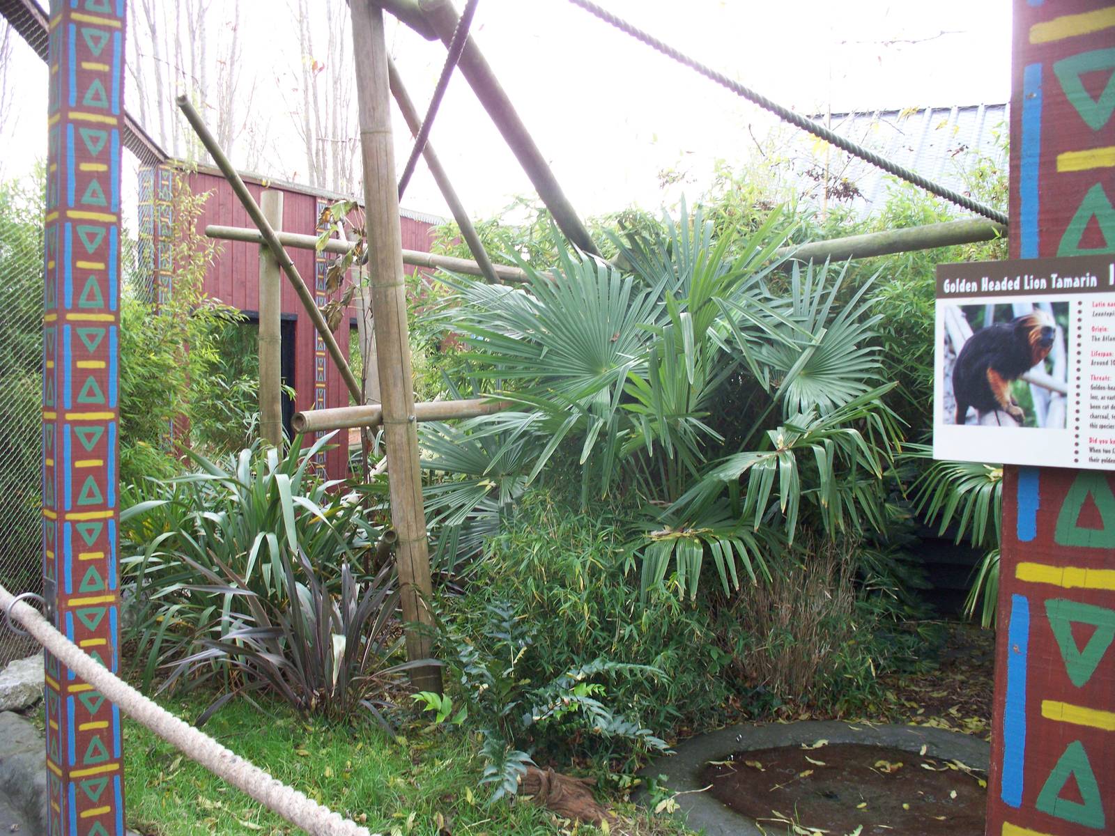 golden headed lion tamarin walkthrough