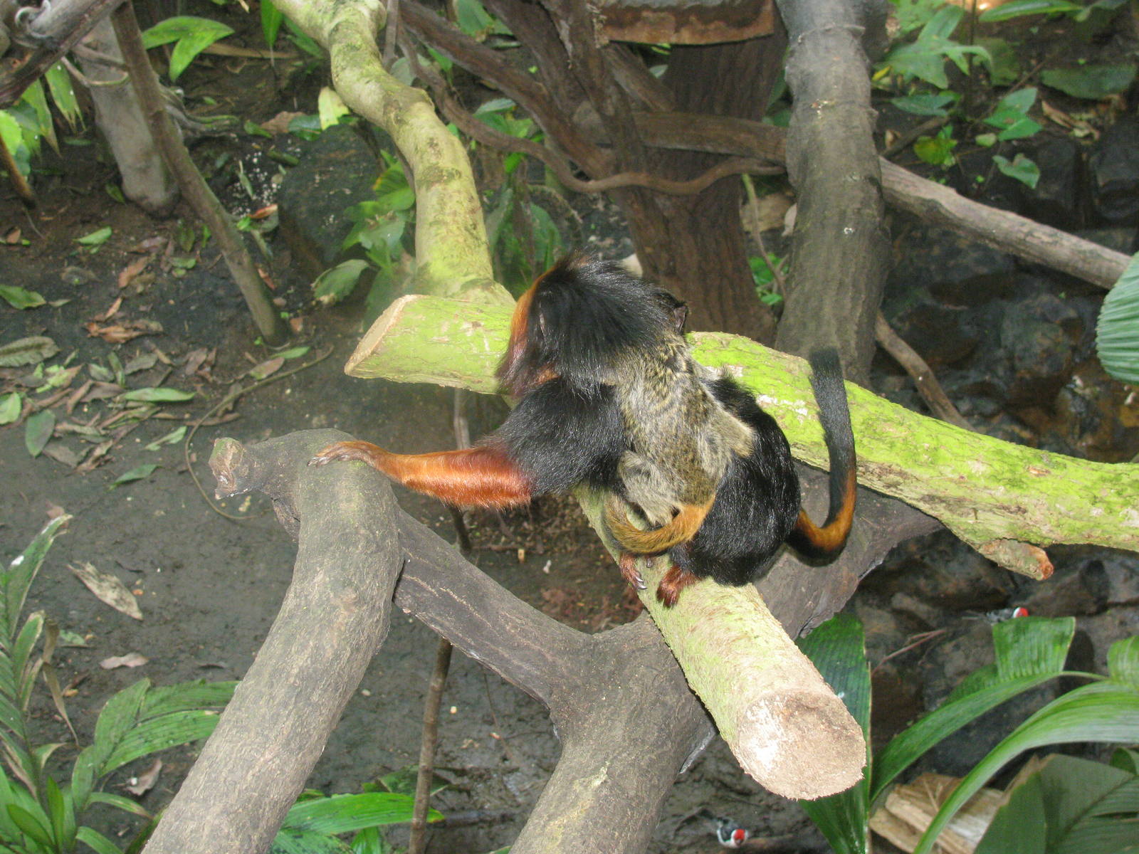 Golden Headed Lion Tamarin with baby