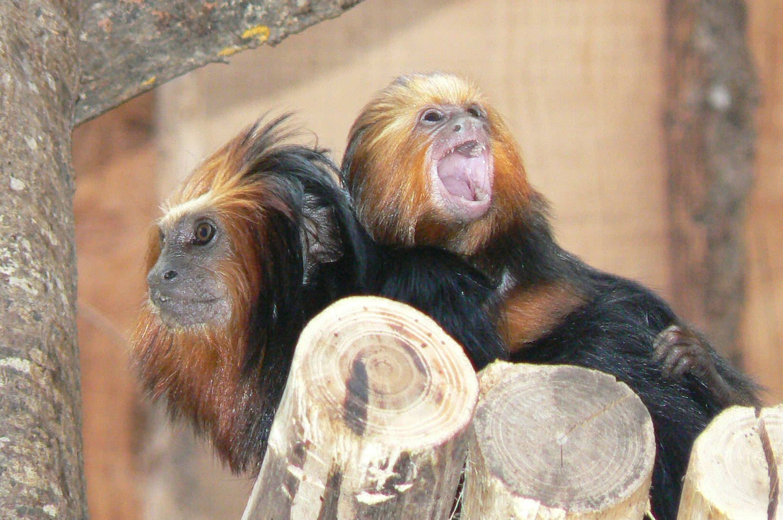 Golden-headed lion tamarin with baby