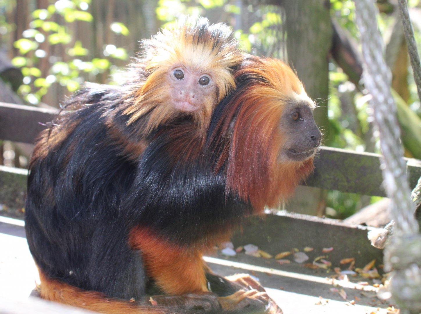 Golden-headed lion tamarin with young