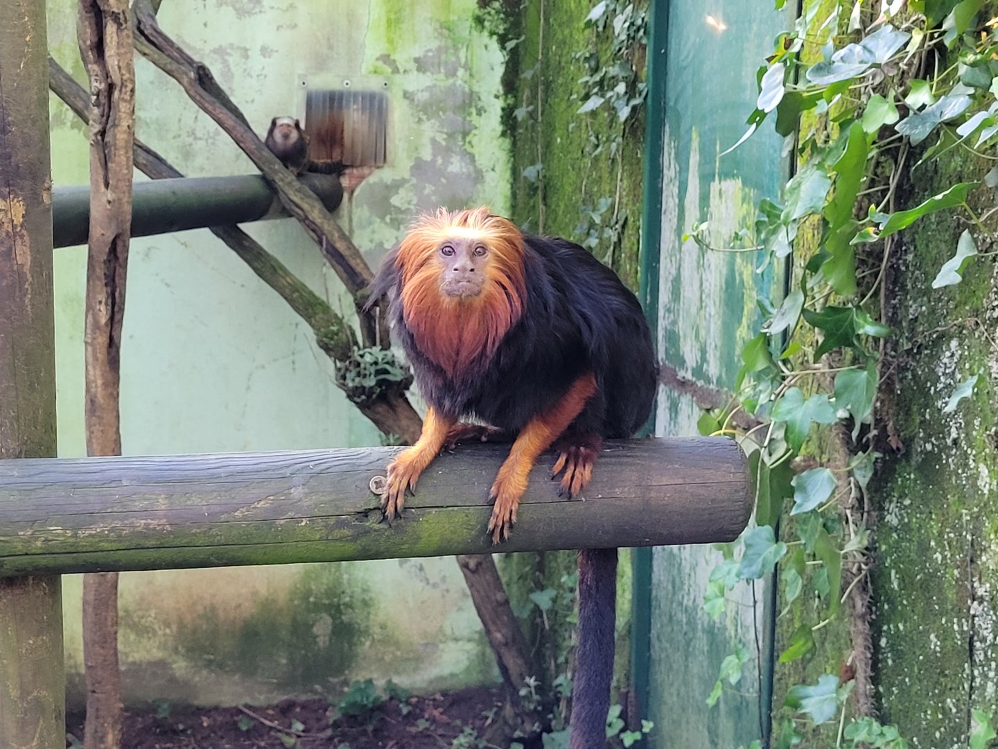 Golden-headed lion tamarin -Zoo de Santillana del Mar (2023)
