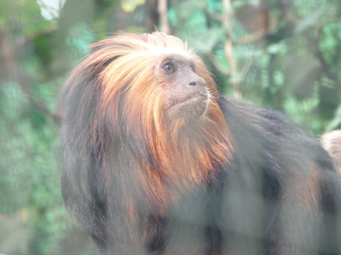 Golden-headed lion tamarin -Zoo de Santillana del Mar (2024)