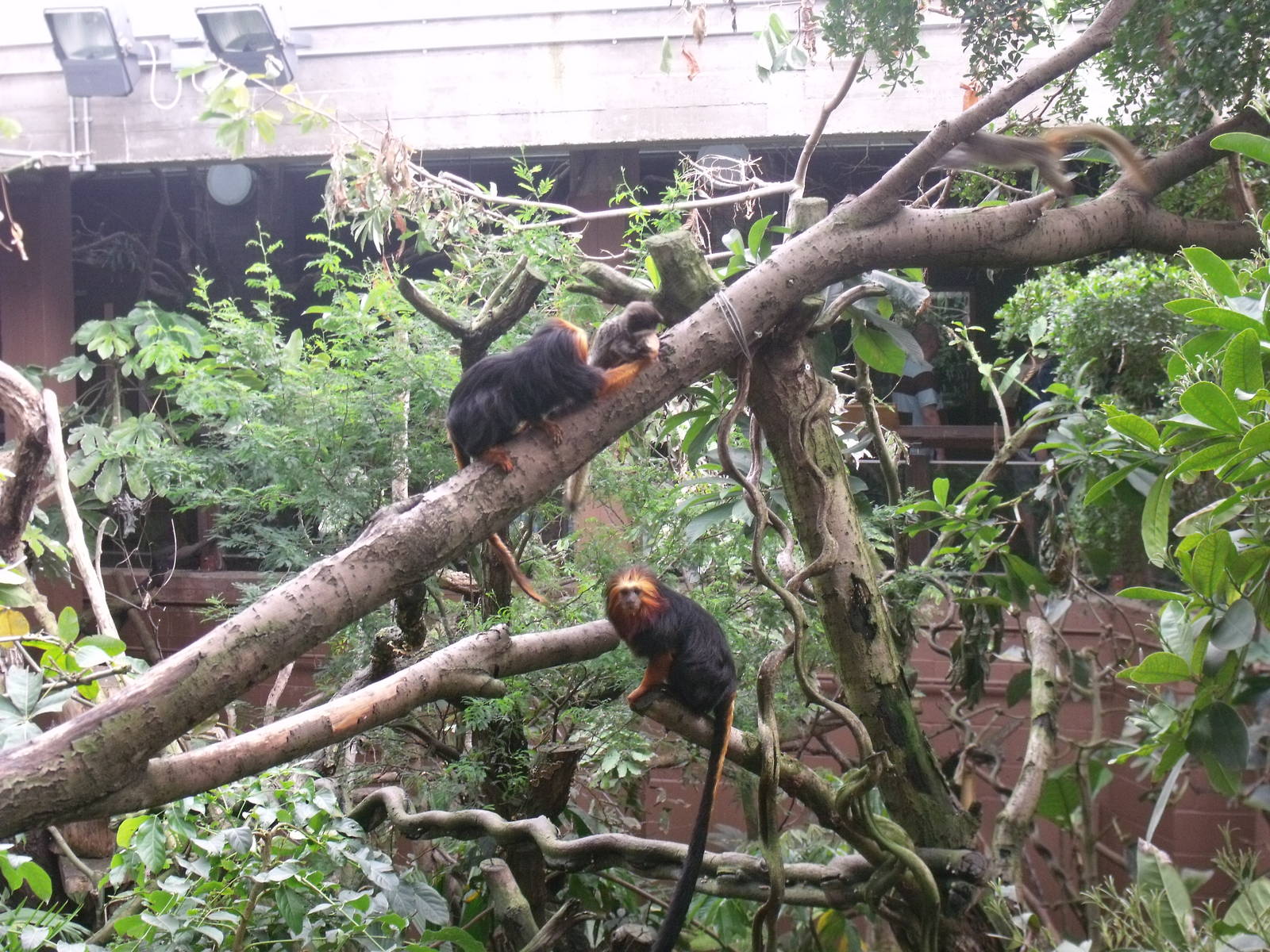 Golden-headed Lion Tamarin