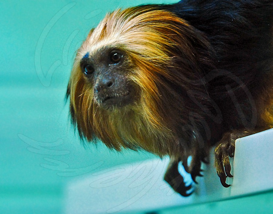 Golden-headed Lion Tamarin