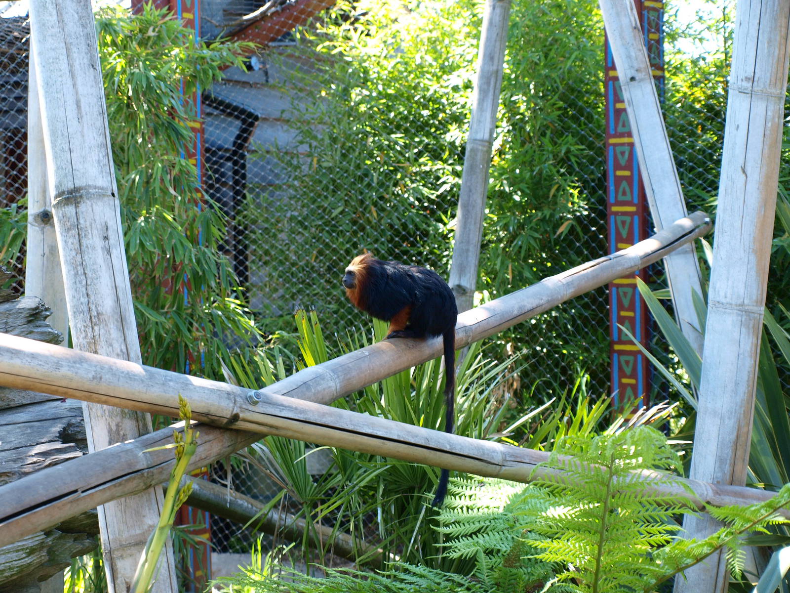 Golden-Headed Lion Tamarin