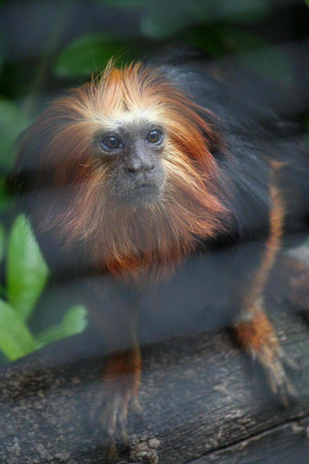 Golden-headed lion tamarin