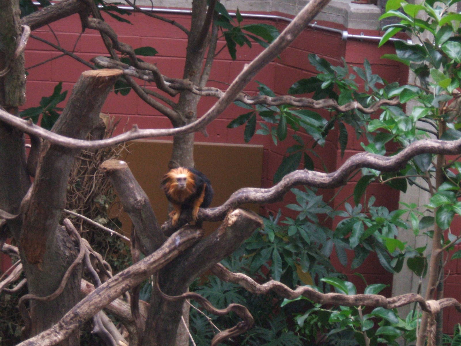 Golden-Headed Lion Tamarin