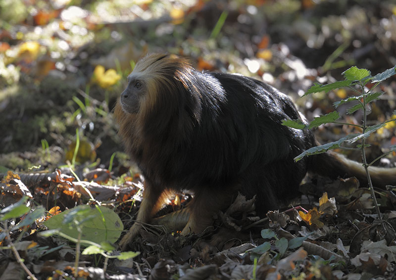 Golden-headed lion tamarin
