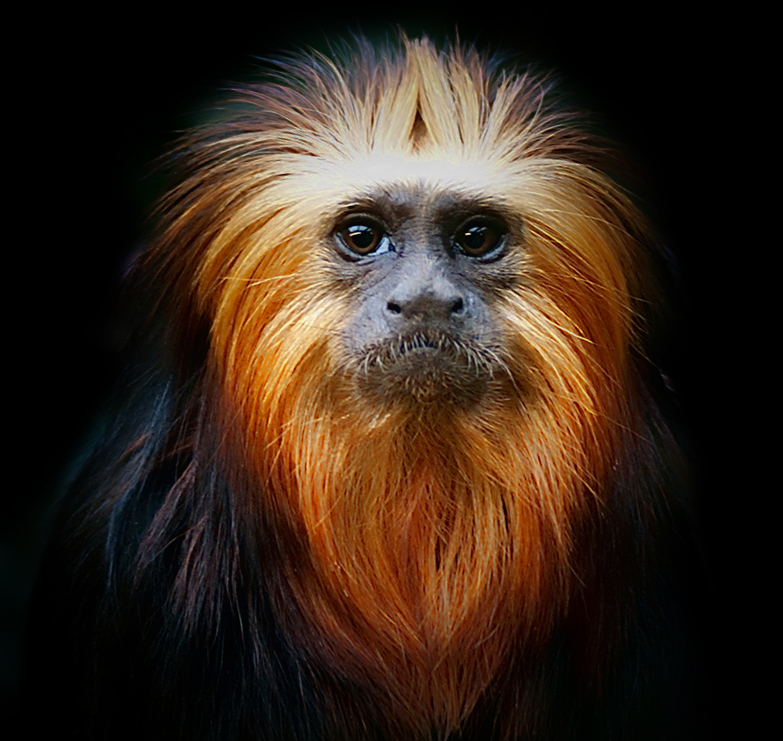 Golden Headed Lion Tamarin
