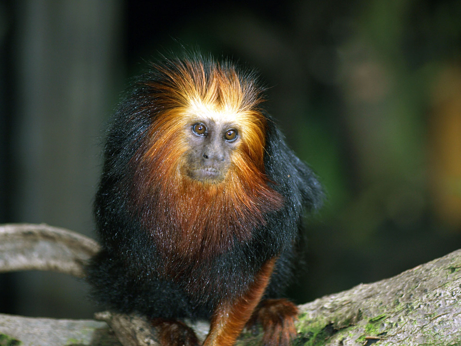 Golden-headed Lion tamarin